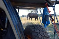 elefant bakom bilen