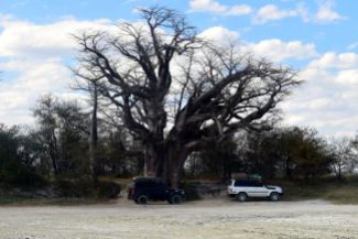 Baobao träd
