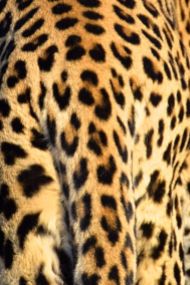 leopardens mönster