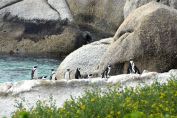 pingviner på klipporna